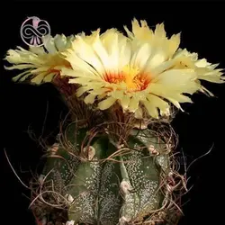 بذر کاکتوس آستروفیتوم کاپری کورن