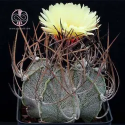 بذر کاکتوس آستروفیتوم کاپری کورن