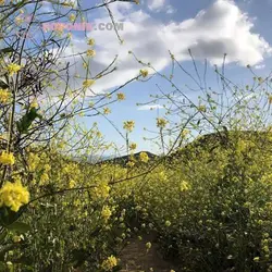 بذر خردل سیاه
