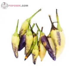 بذر فلفل ابلق ریز