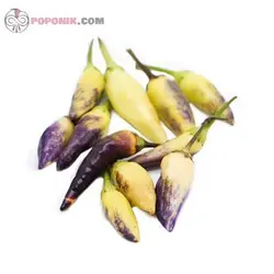 بذر فلفل ابلق ریز