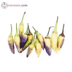 بذر فلفل ابلق ریز