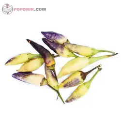 بذر فلفل ابلق ریز