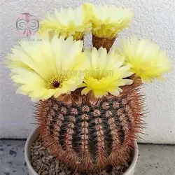 بذر کاکتوس نوتو عسلی