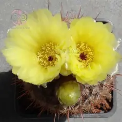 بذر کاکتوس نوتو عسلی
