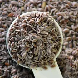 بذر اسفرزه اواتا
