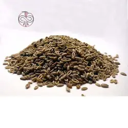 بذر اسفرزه اواتا