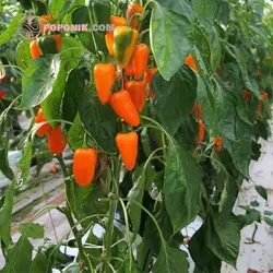 بذر فلفل کاپی مینی نارنجی