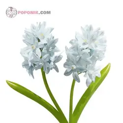 پیاز گل قرقره راه راه