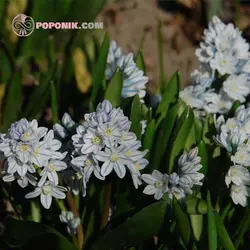 پیاز گل قرقره راه راه