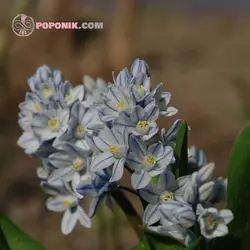 پیاز گل قرقره راه راه