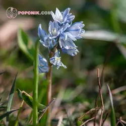 پیاز گل قرقره راه راه