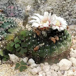 بذر کاکتوس ژیمنوکالیسیوم کولیانوم