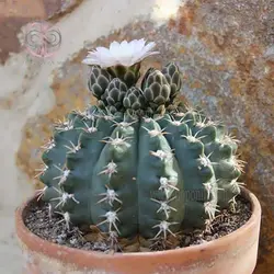 بذر کاکتوس ژیمنوکالیسیوم کولیانوم