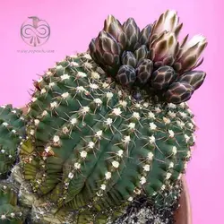 بذر کاکتوس ژیمنوکالیسیوم کولیانوم