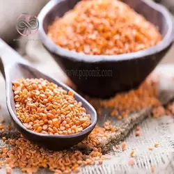 بذر عدس قرمز