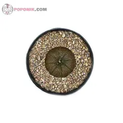 کاکتوس آستروفیتوم آستراسیاس میکس