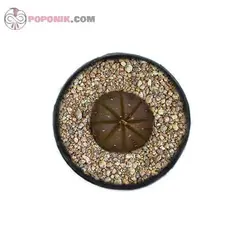 کاکتوس آستروفیتوم آستراسیاس میکس