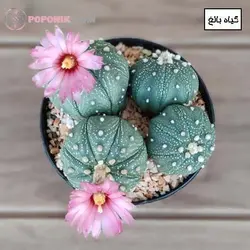 کاکتوس آستروفیتوم آستراسیاس میکس