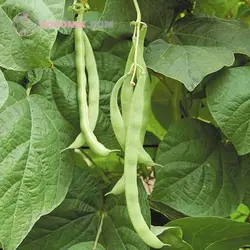 بذر سویا قرمز (ادزوکی بین)