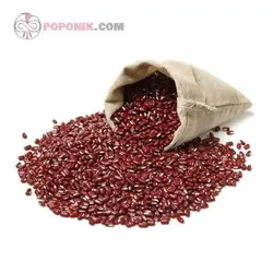 بذر سویا قرمز (ادزوکی بین)