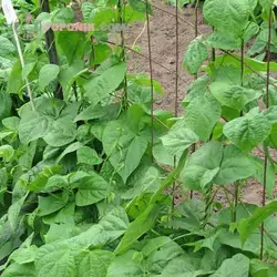 بذر سویا قرمز (ادزوکی بین)