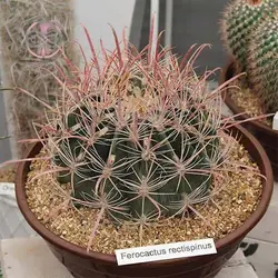 بذر فرو کاکتوس پنینسولا