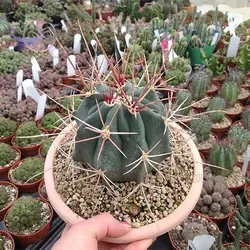 بذر فرو کاکتوس پنینسولا