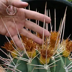 بذر فرو کاکتوس پنینسولا