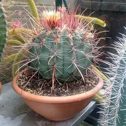 بذر فرو کاکتوس پنینسولا