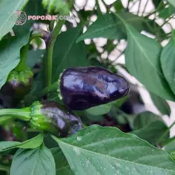 بذر فلفل هابانرو مشکی