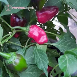 بذر فلفل هابانرو مشکی