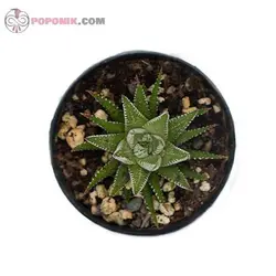 کاکتوس هاورتیا گوره خری (آتنواتا)