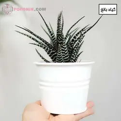 کاکتوس هاورتیا گوره خری (آتنواتا)