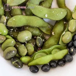 بذر سویا سیاه