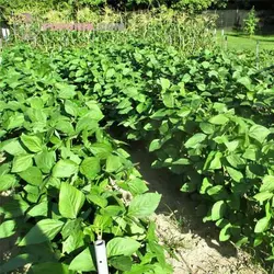 بذر سویا سیاه