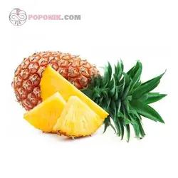 نهال آناناس کوموسوس