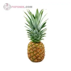 نهال آناناس کوموسوس