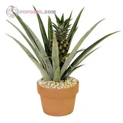 نهال آناناس کوموسوس