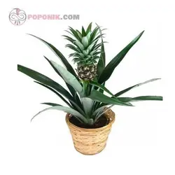 نهال آناناس کوموسوس