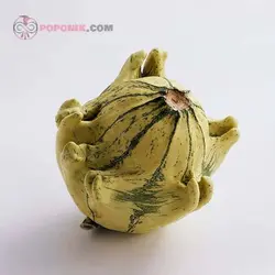 بذر کدو ستاره ای ابلق