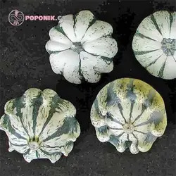 بذر کدو ستاره ای ابلق