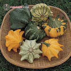 بذر کدو ستاره ای ابلق