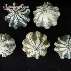 بذر کدو ستاره ای ابلق