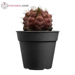 کاکتوس ژمینو شکلاتی