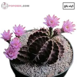 کاکتوس ژمینو شکلاتی