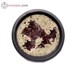 کاکتوس افوربیا تریگونا قرمز