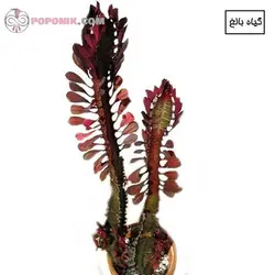 کاکتوس افوربیا تریگونا قرمز