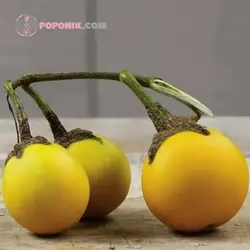 بذر بادمجان زینتی