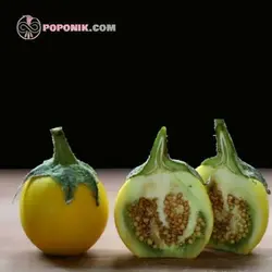 بذر بادمجان زینتی